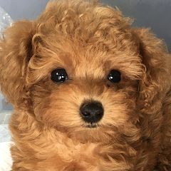 トイプードルブログ コムギの成長日記 人気ブログランキング